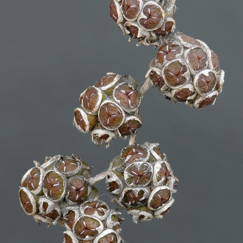 アゴニス フレクスオサ 5