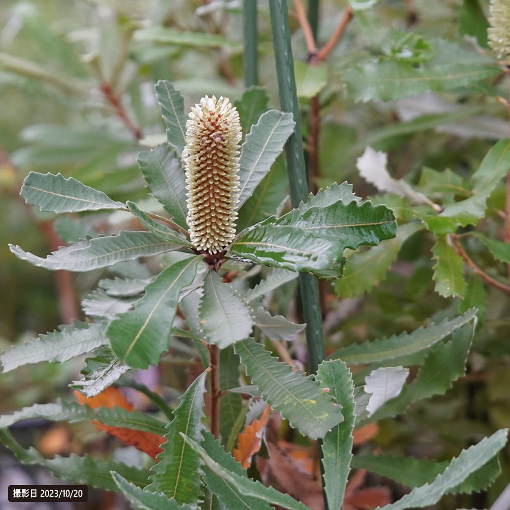 バンクシア オブロンギフォリア 2