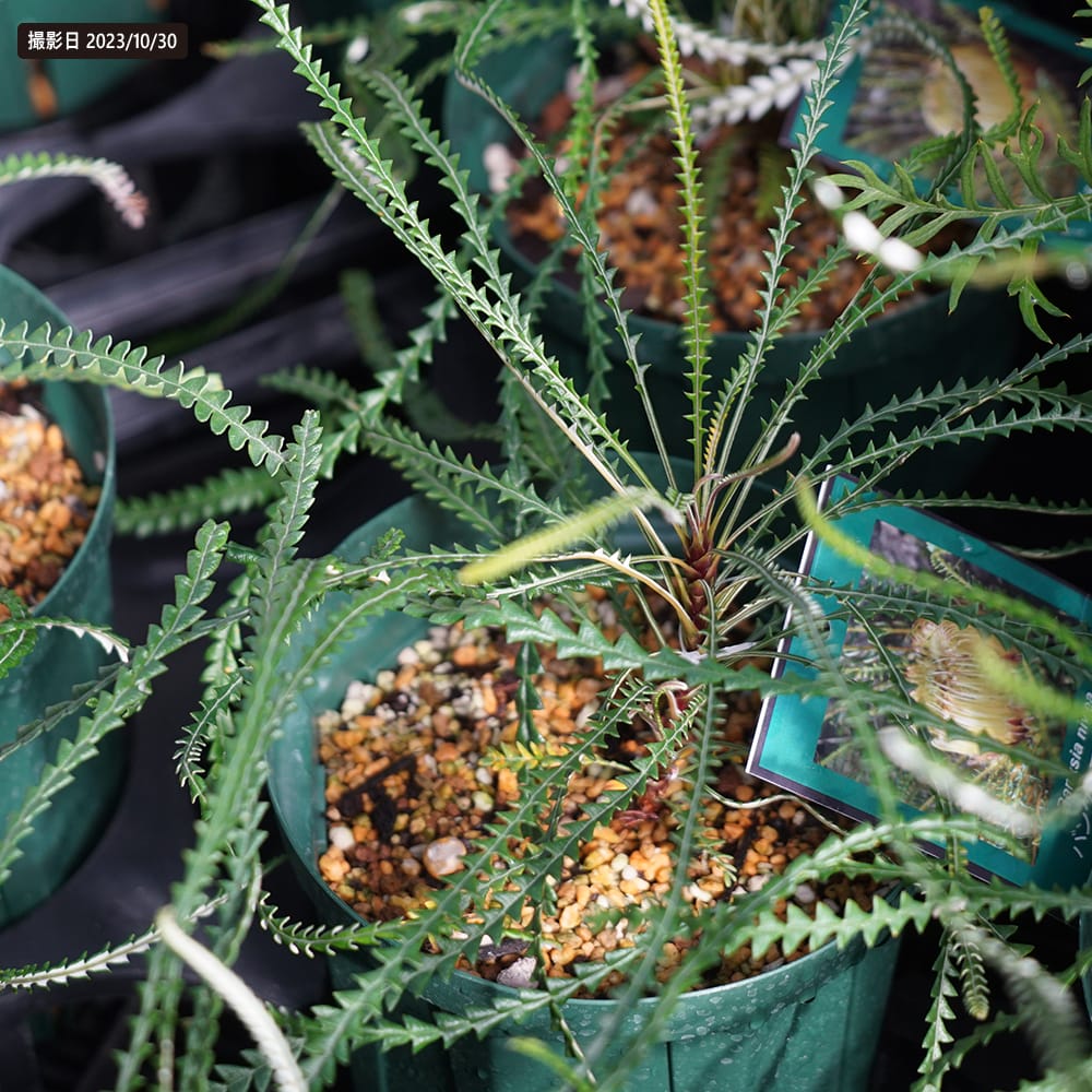 バンクシア ニベア 2