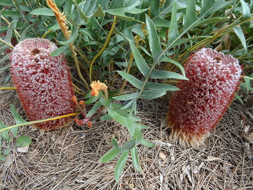 バンクシア ブレクニフォリア 1