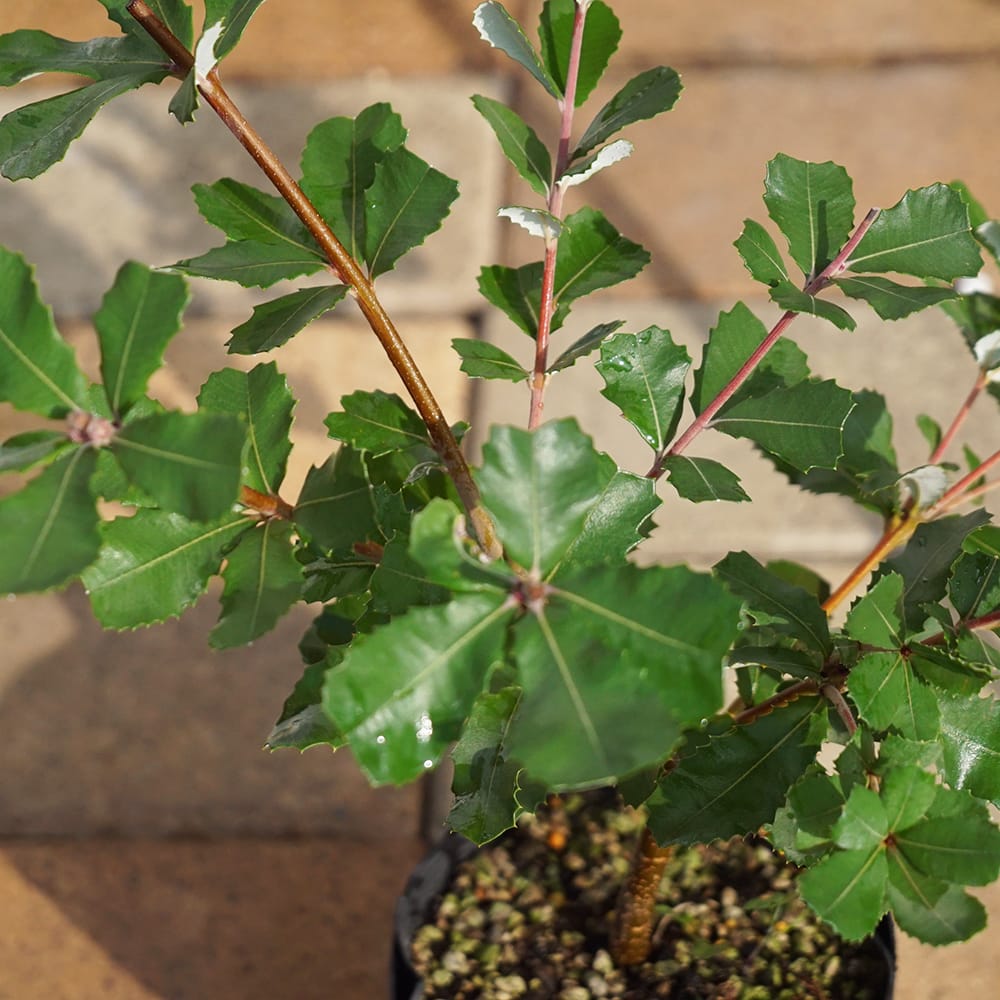 バンクシア セミヌダ 3