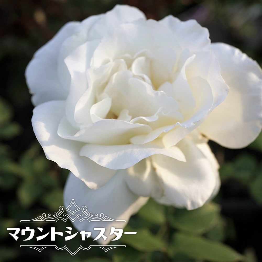 マウントシャスタ