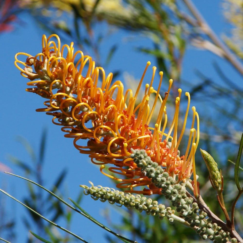 グレビレア ハニージェム 1