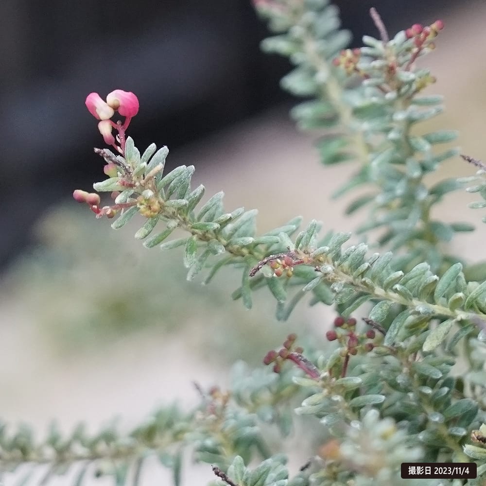 グレビレア ラニゲラ 1