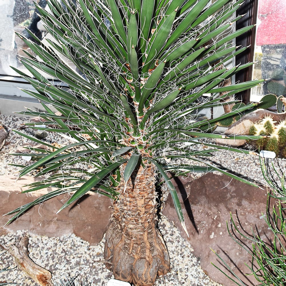 ユッカ フィリフェラ 6