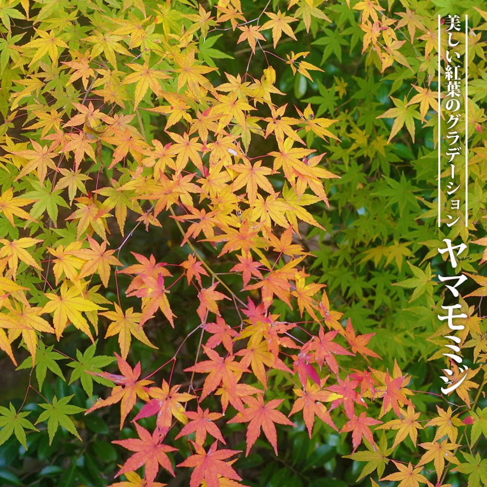 カエデ・もみじ ヤマモミジ 2