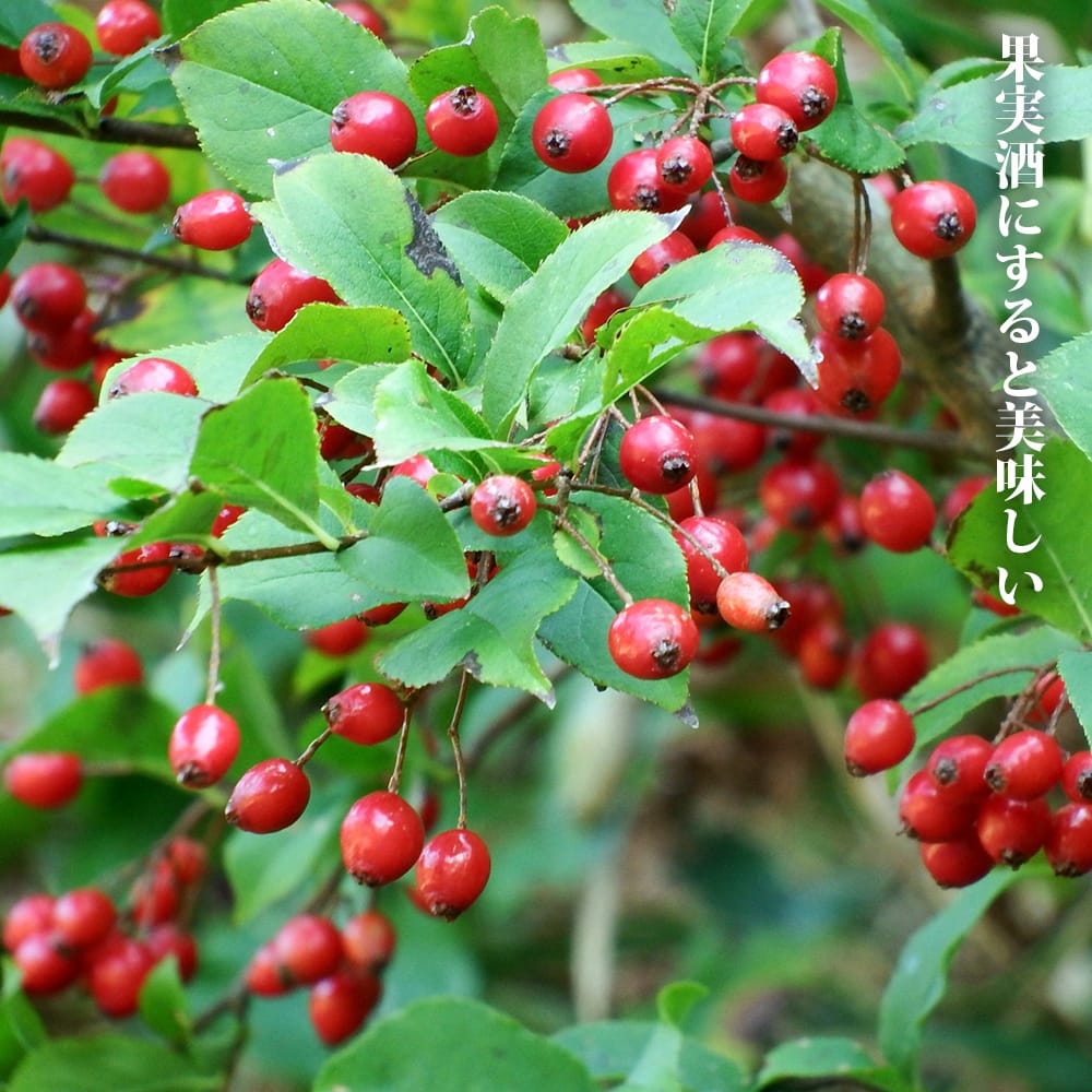 ウツギ 伊勢錦 3