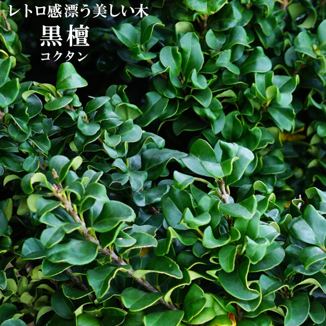 黒檀の木(コクタン