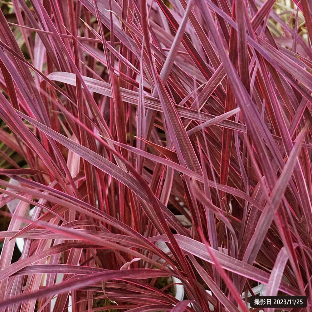 コルジリネ エレクトリックピンク 1