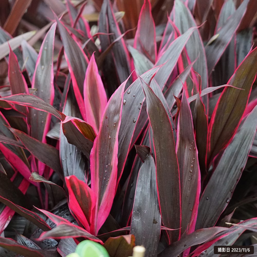 コルジリネ アイチアカ 2