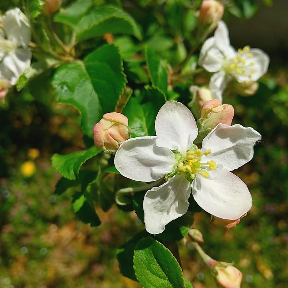 リンゴ アルプス乙女 2