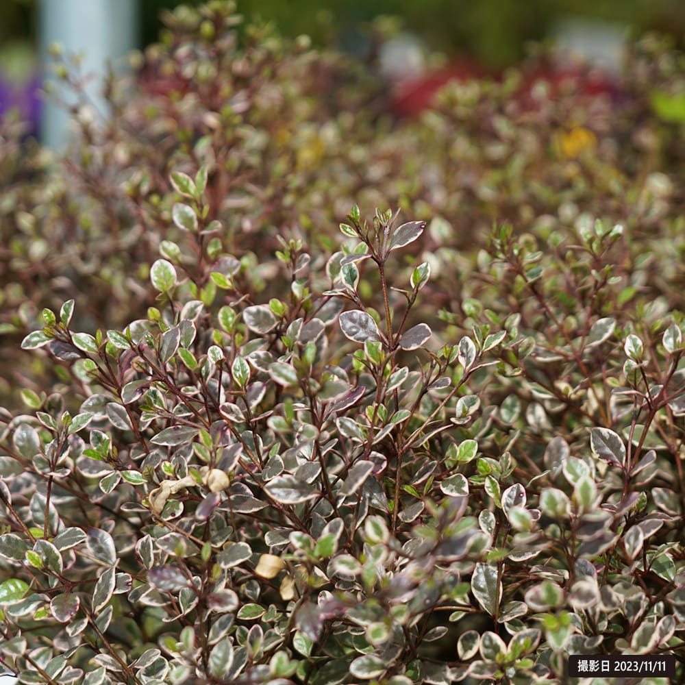 ロフォミルタス  マジックドラゴン 1