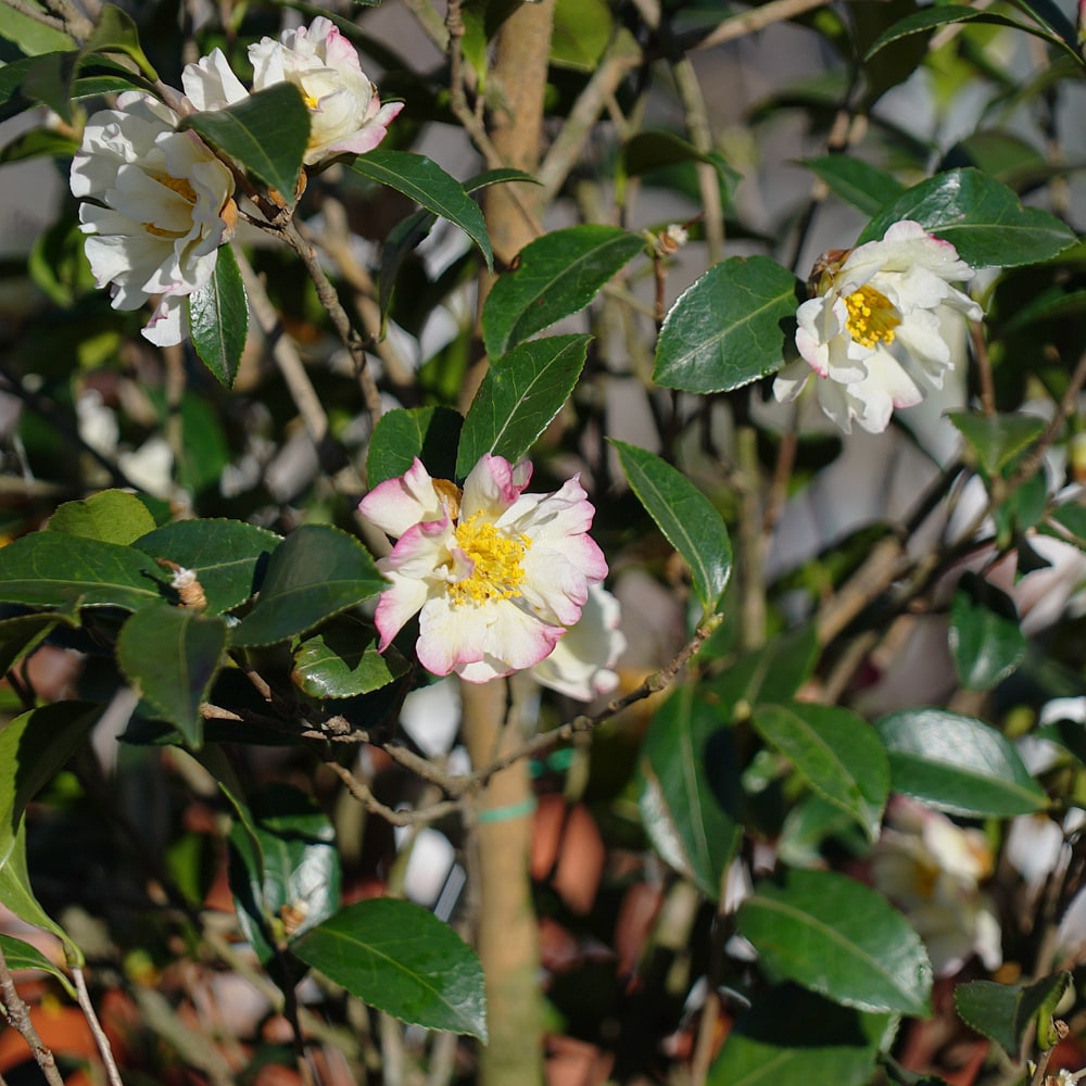 サザンカ 華子姫 2