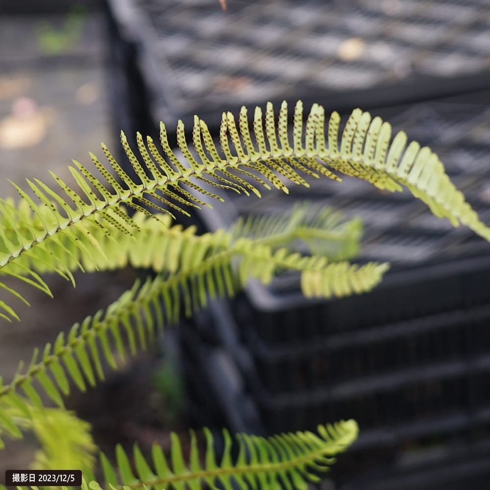 シダ タマシダ 2