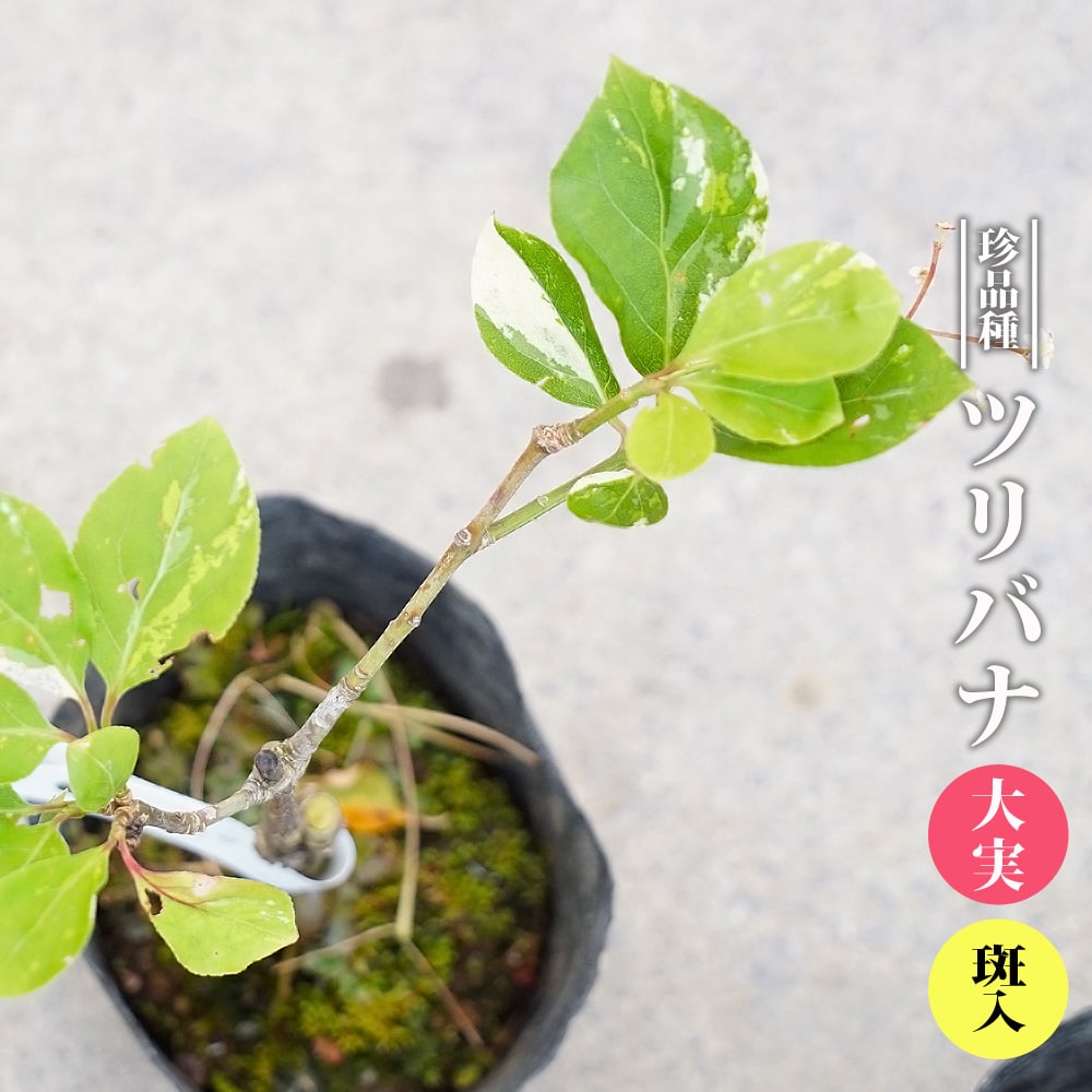ツリバナ 大実 斑入り