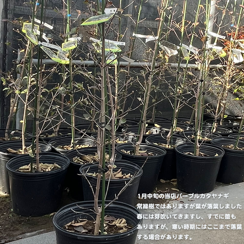 常緑ヤマボウシ パープルカタヤナギ 3