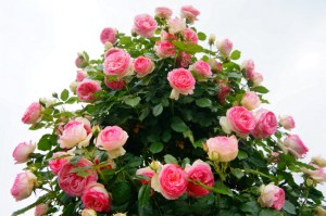 花ひろばオンラインの植物管理のウンチク つるバラの剪定方法と 植え替えについて