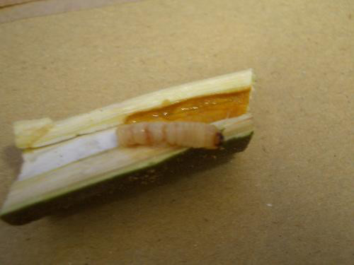 テッポウムシ（カミキリムシ）の予防法