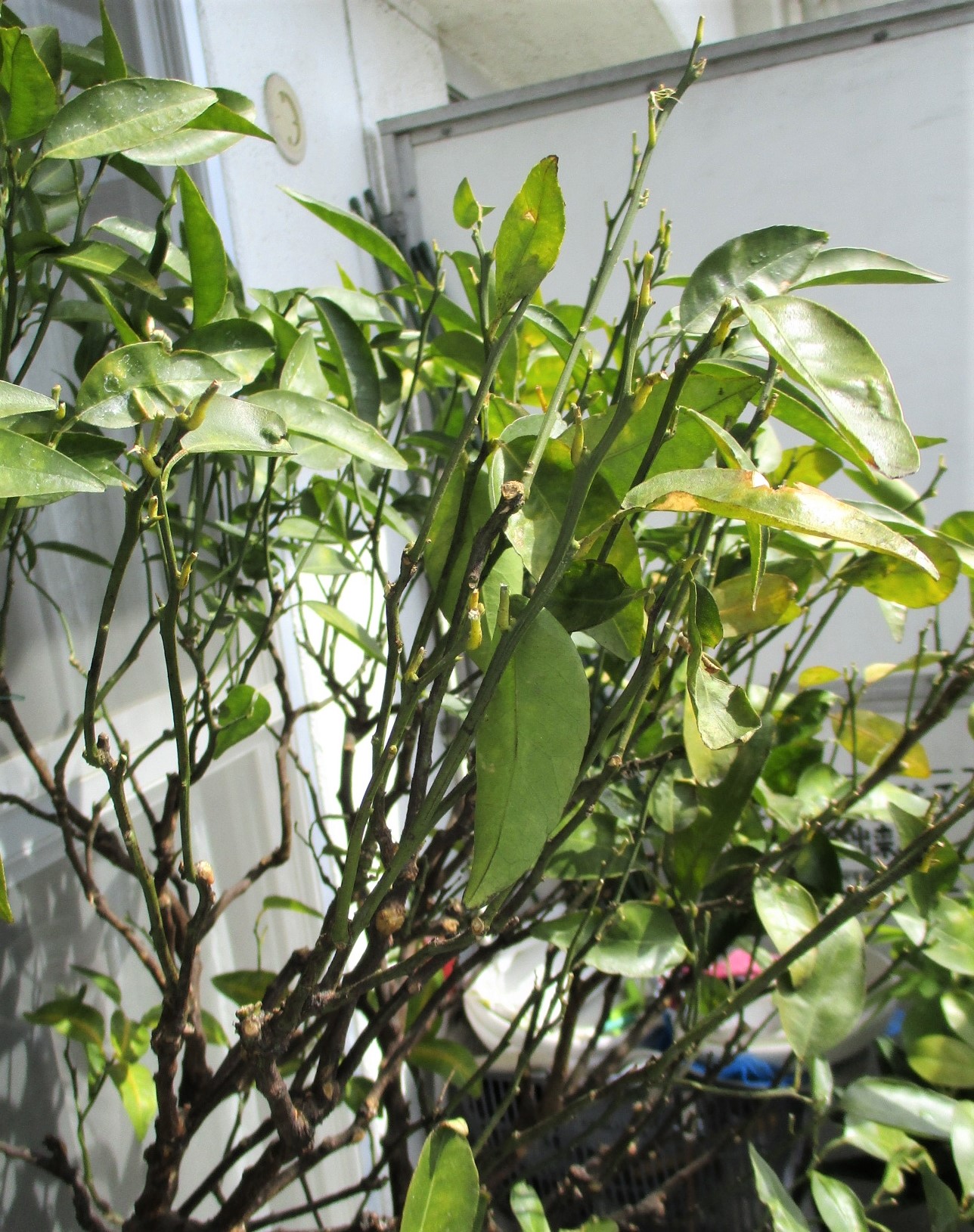 せとかの葉が丸くなって黄色くなって落ちる原因は 苗木部の部室 苗木 育てよう By 花ひろばオンライン