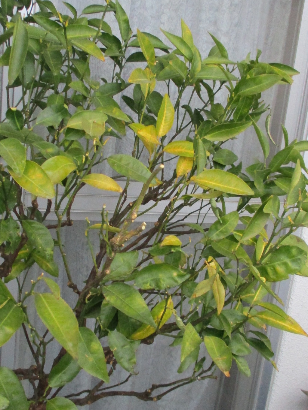 せとかの葉が丸くなって黄色くなって落ちる原因は 苗木部の部室 苗木 育てよう By 花ひろばオンライン