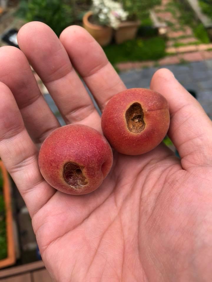 35238213_2083845551883423_6959068731557281792_n