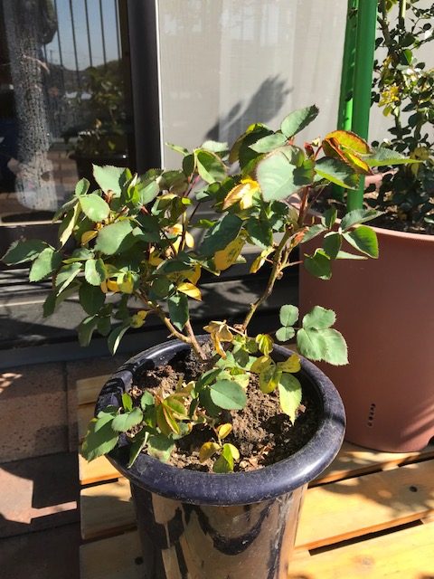 バラの葉が黄色い原因と対策。