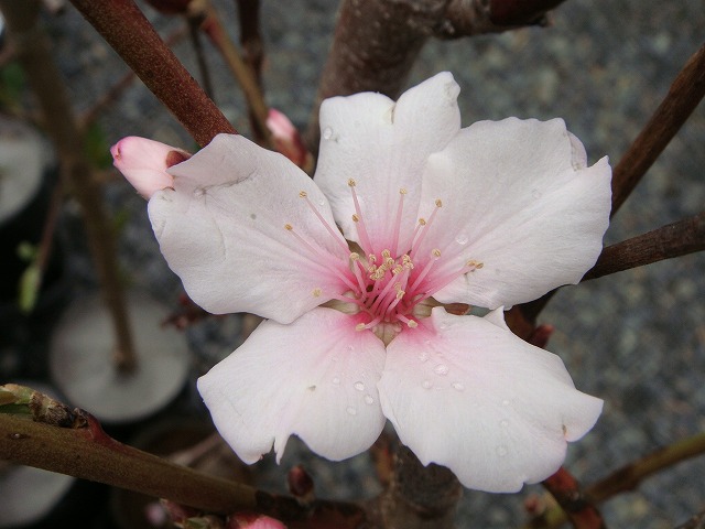 アーモンド の花　１