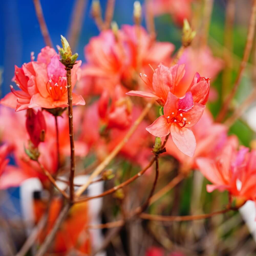 ツツジ オンツツジ 2