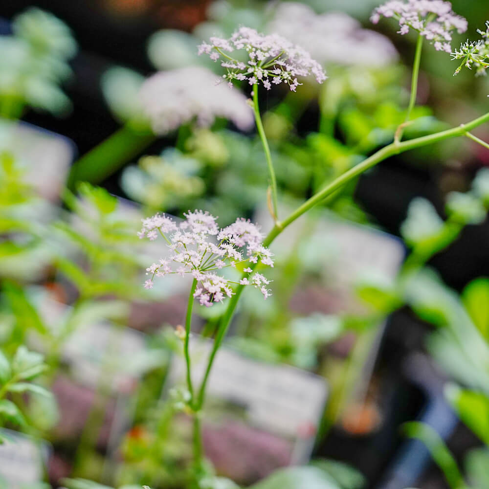 ピンピネラ マヨール ロゼア 