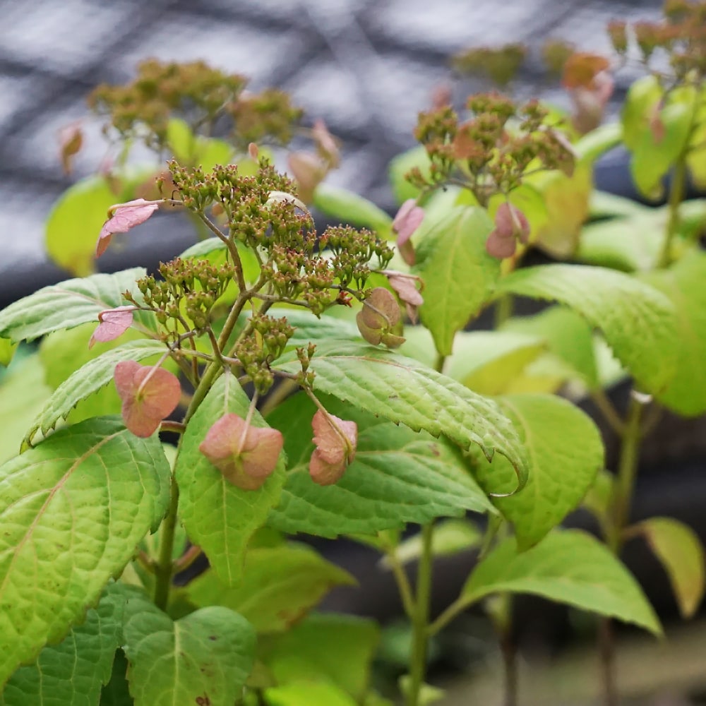 アジサイ 小田虹  2