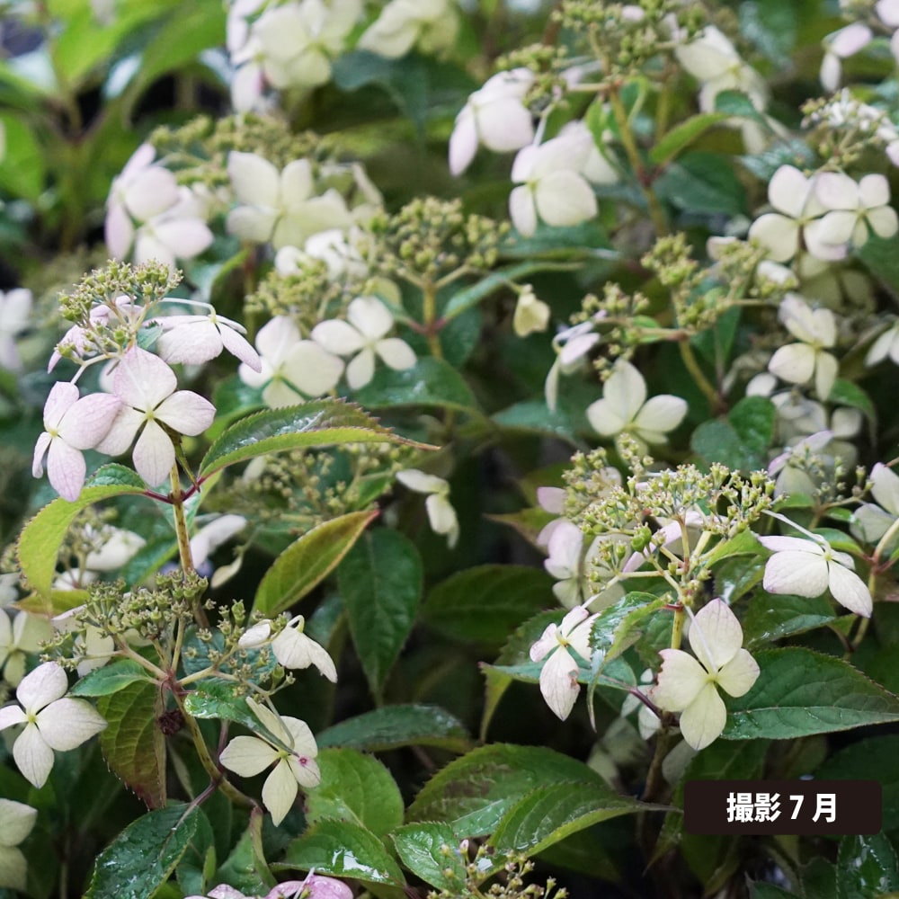 アジサイ 豊姫 2