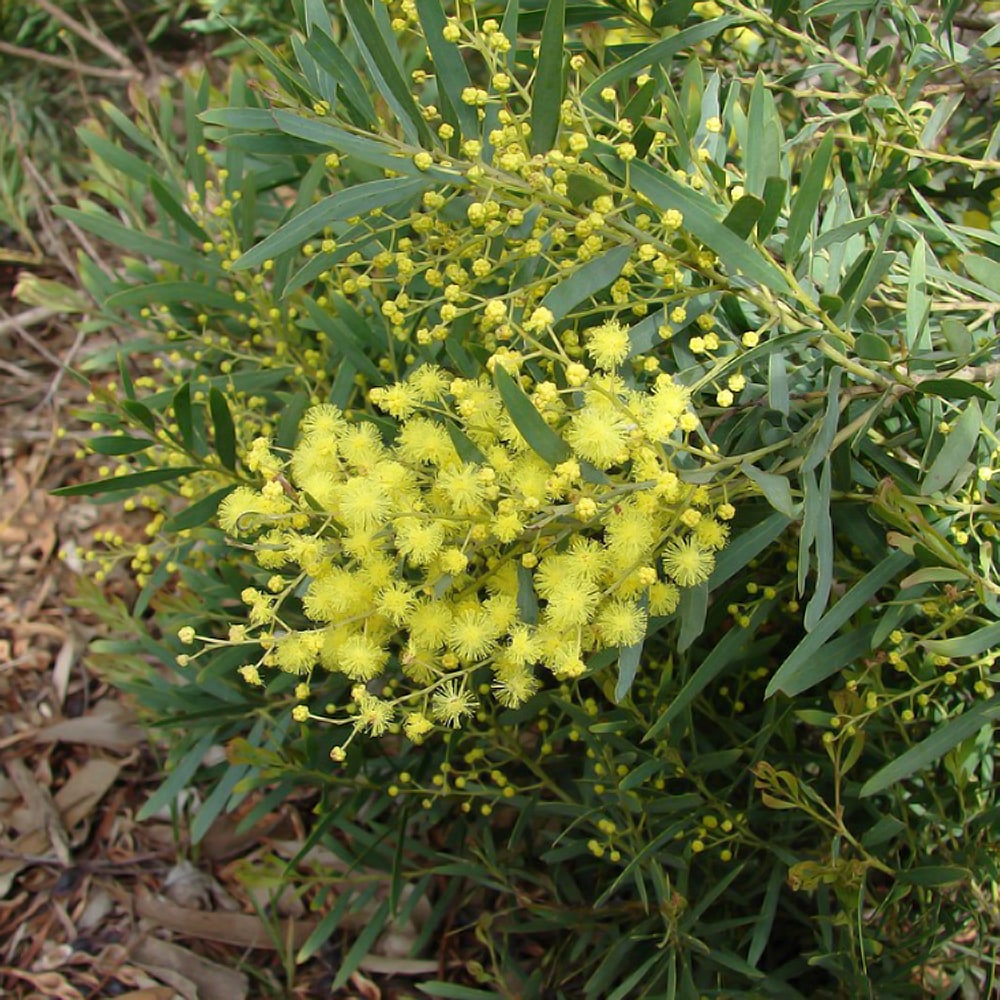 アカシア ブリスベーンアカシア 5