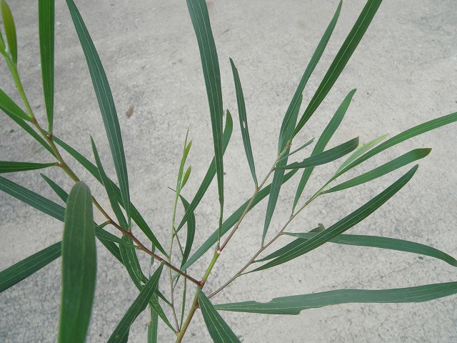 アカシア ゴールデンロッドの葉