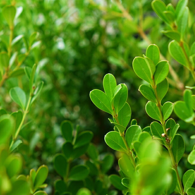 ボックスウッドの新緑