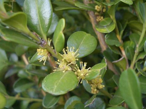 ボックスウッドの花