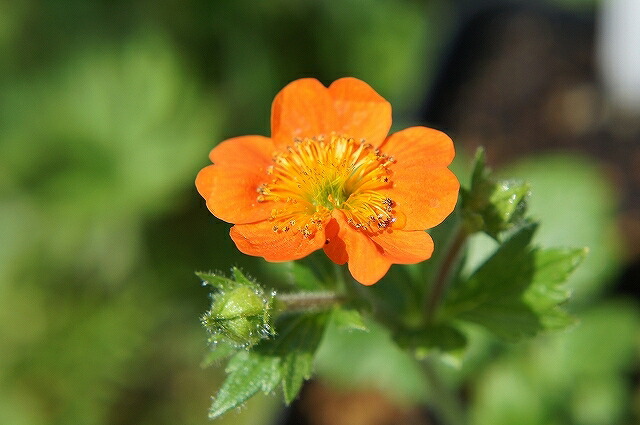 ゲウム ボリシー