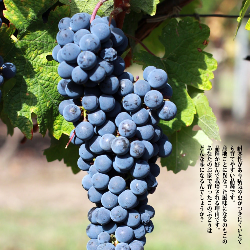 ブドウ カベルネソービニヨン