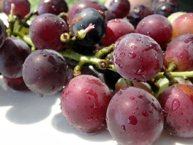 ブドウ ブラックビート 2