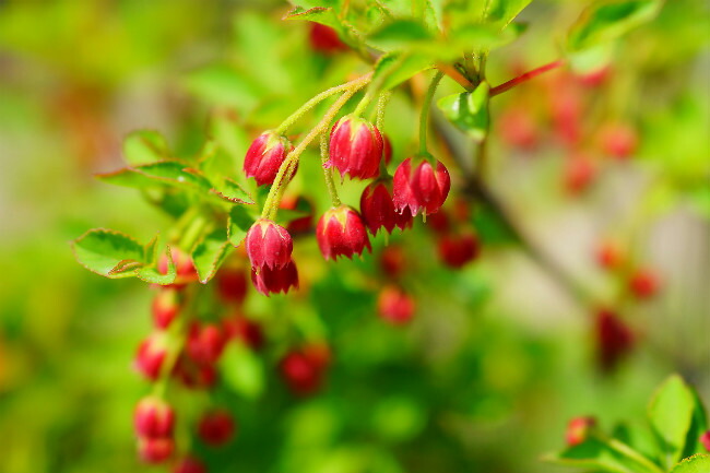 紅ドウダン ツツジ ドウダンツツジの特徴と育て方 | 苗木部の部室 〜苗木、