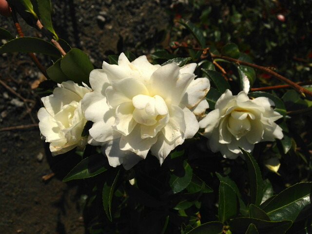 サザンカ 富士の峰 1