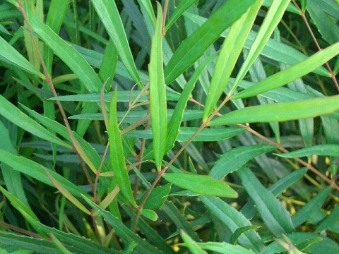 細葉ヒイラギナンテン　選抜コンフューサー