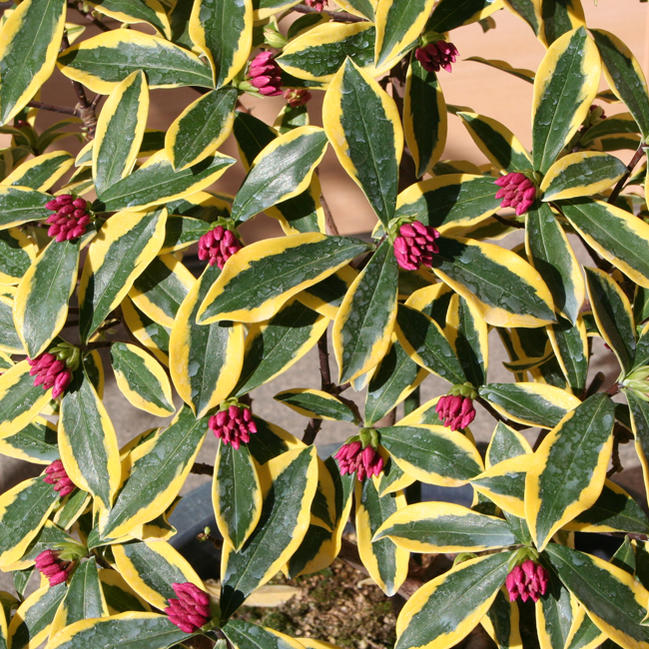 ジンチョウゲ 前島 3