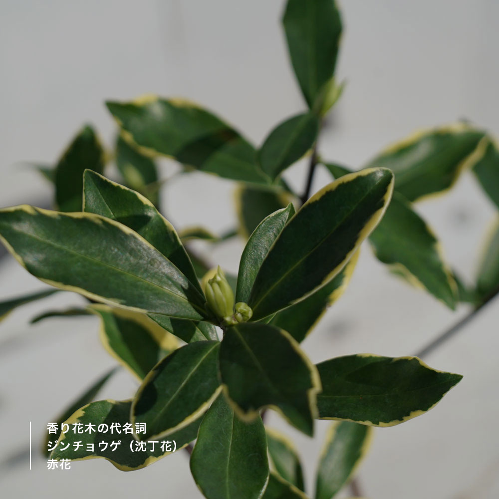 斑入りジンチョウゲ 赤 