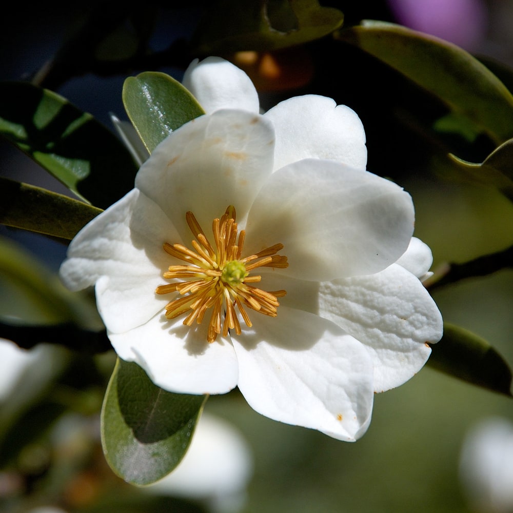 ウンナンオガタマ ウンナンオガタマ 1