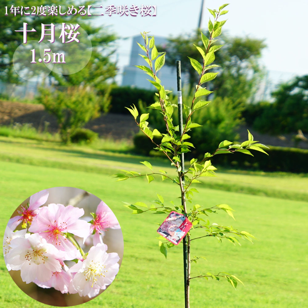 さくら 十月桜 4