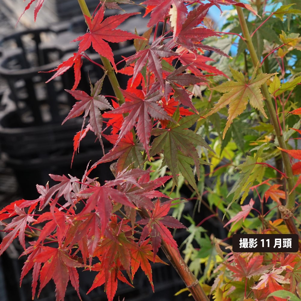 カエデ・もみじ 旭鶴 