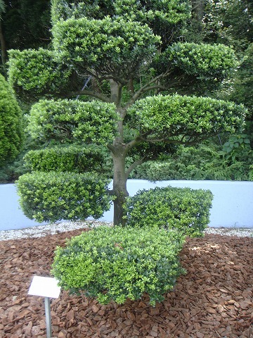 キンメツゲのボックス枝割