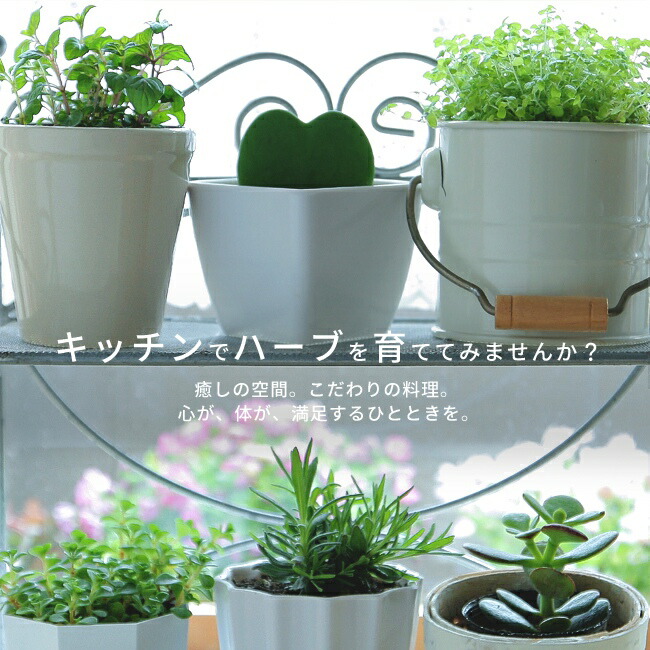 ハーブのイメージ