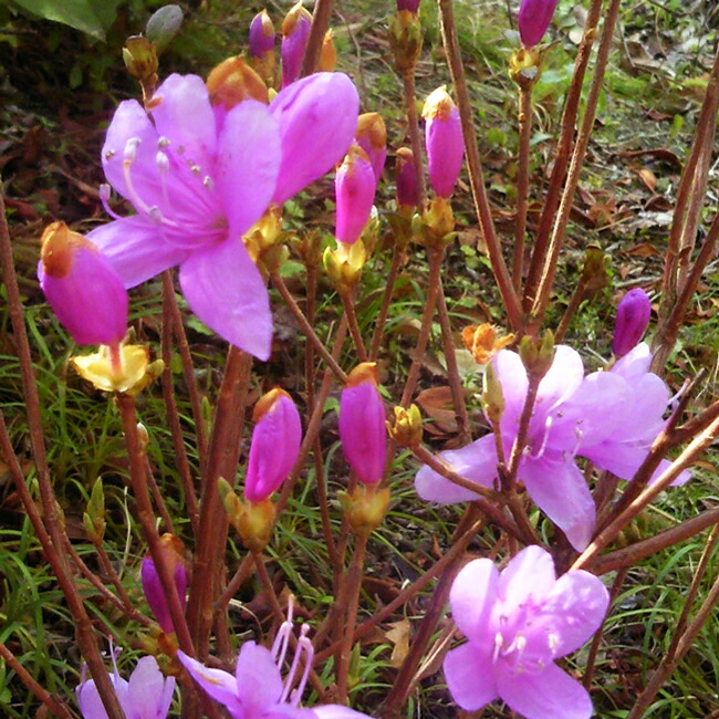 コバノミツバツツジ 