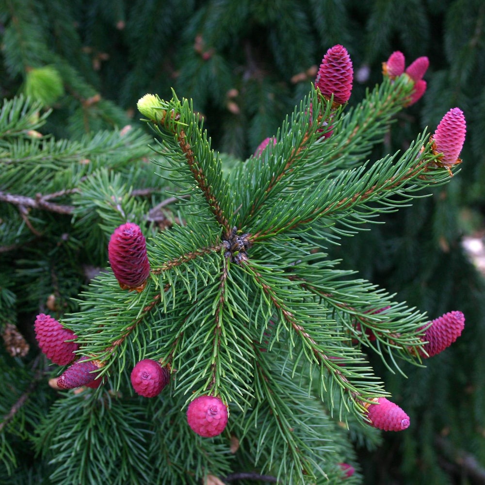 マツ ドイツトーヒー 1